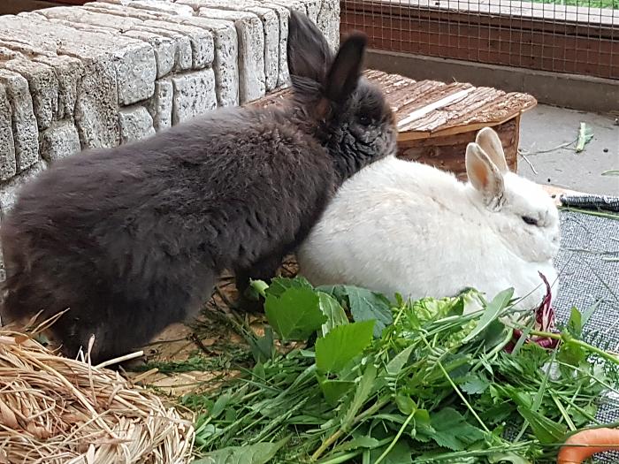 Klicke auf die Grafik fr eine grere Ansicht

Name:	20190526_193152(0)s.jpg
Hits:	0
Gre:	356,8 KB
ID:	175463