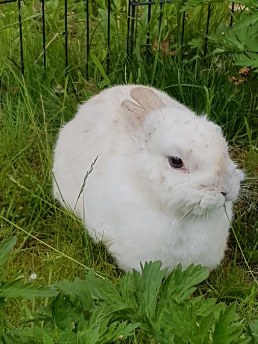 Klicke auf die Grafik fr eine grere Ansicht

Name:	20190528_174250s.jpg
Hits:	0
Gre:	296,8 KB
ID:	175503