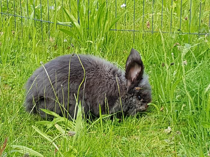 Klicke auf die Grafik fr eine grere Ansicht

Name:	20190528_175349s.jpg
Hits:	0
Gre:	387,1 KB
ID:	175504