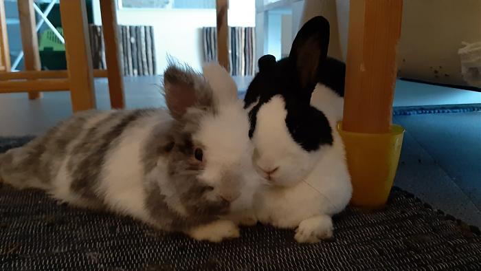 Klicke auf die Grafik fr eine grere Ansicht

Name:	IMG-20190712-WA0000.jpg
Hits:	0
Gre:	107,5 KB
ID:	176462