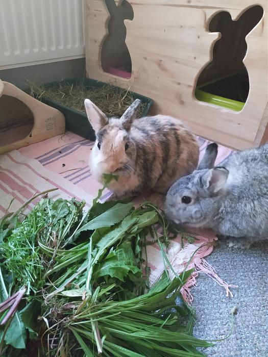 Klicke auf die Grafik fr eine grere Ansicht

Name:	IMG_20190628_192402_914.jpg
Hits:	0
Gre:	303,0 KB
ID:	176965