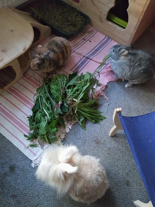 Klicke auf die Grafik fr eine grere Ansicht

Name:	IMG_20190628_192409_888~01.jpg
Hits:	1
Gre:	247,8 KB
ID:	176966