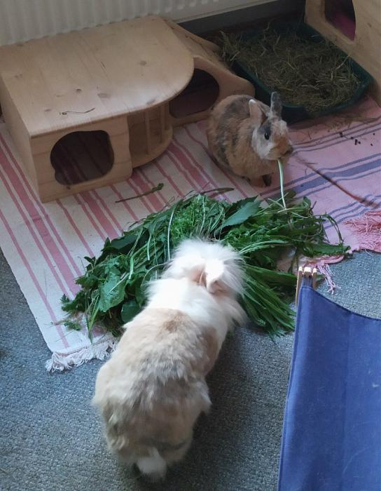 Klicke auf die Grafik fr eine grere Ansicht

Name:	IMG_20190628_192647_605~01~01.jpg
Hits:	1
Gre:	195,3 KB
ID:	176967