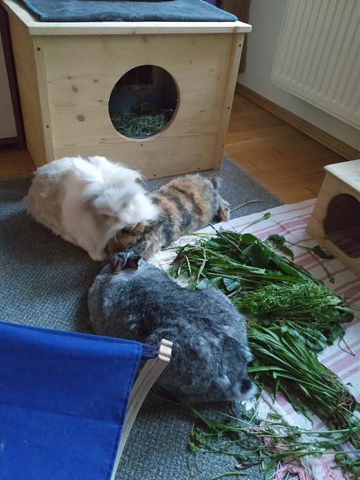 Klicke auf die Grafik fr eine grere Ansicht

Name:	IMG_20190628_205545_609~01.jpg
Hits:	0
Gre:	218,6 KB
ID:	176968