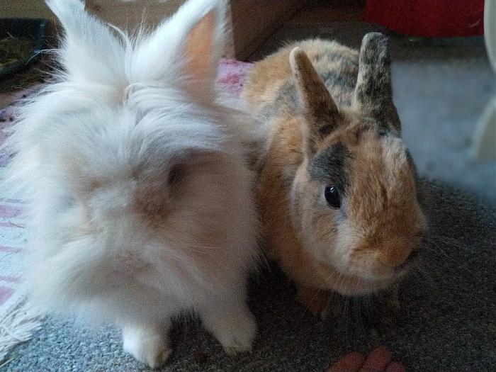 Klicke auf die Grafik fr eine grere Ansicht

Name:	IMG_20190701_201940_943~01.jpg
Hits:	0
Gre:	241,2 KB
ID:	176970