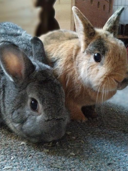 Klicke auf die Grafik fr eine grere Ansicht

Name:	IMG_20190701_202108_317~01.jpg
Hits:	1
Gre:	263,7 KB
ID:	176971