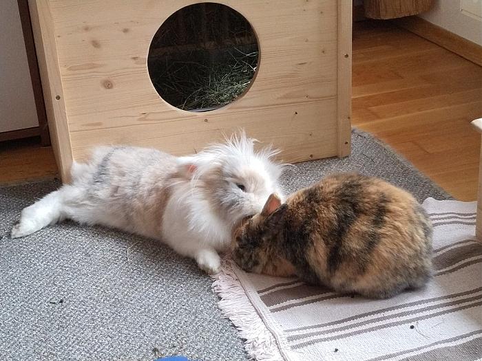 Klicke auf die Grafik fr eine grere Ansicht

Name:	IMG_20190427_165523_875~01.jpg
Hits:	0
Gre:	254,1 KB
ID:	176984