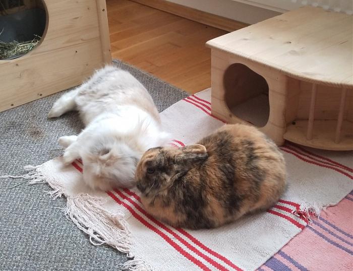 Klicke auf die Grafik fr eine grere Ansicht

Name:	IMG_20190510_165210_910~01~01.jpg
Hits:	0
Gre:	193,1 KB
ID:	176987