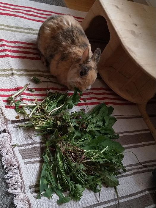 Klicke auf die Grafik fr eine grere Ansicht

Name:	IMG_20190524_163818_981~01.jpg
Hits:	0
Gre:	250,5 KB
ID:	176992