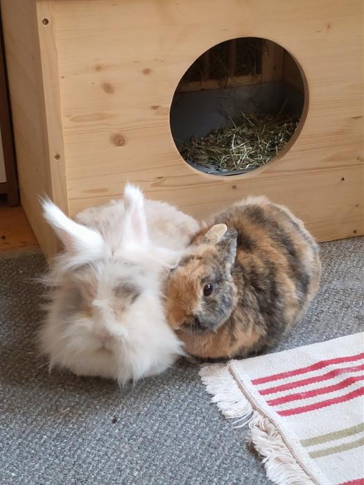 Klicke auf die Grafik fr eine grere Ansicht

Name:	IMG_20190526_183457_832~01.jpg
Hits:	0
Gre:	163,5 KB
ID:	176993