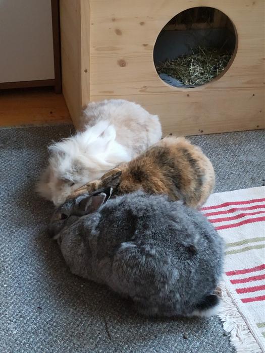 Klicke auf die Grafik fr eine grere Ansicht

Name:	IMG_20190526_195055_181~01.jpg
Hits:	0
Gre:	196,8 KB
ID:	176994