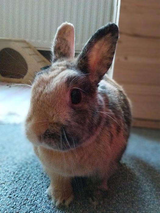 Klicke auf die Grafik fr eine grere Ansicht

Name:	IMG_20190607_201447_239~01.jpg
Hits:	0
Gre:	184,4 KB
ID:	176995