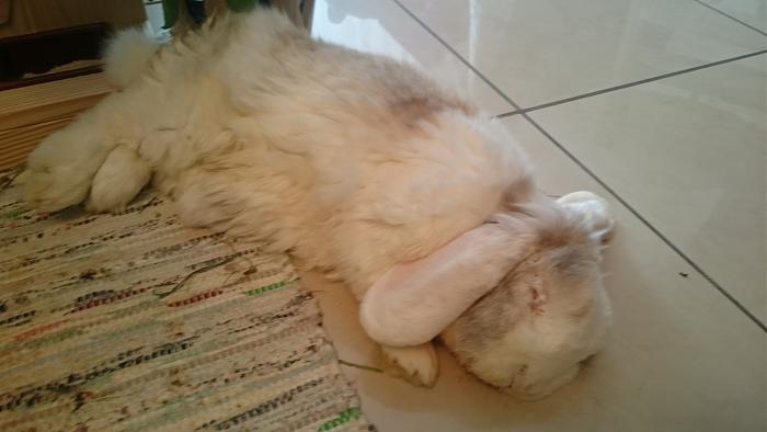 Klicke auf die Grafik fr eine grere Ansicht

Name:	DSC_0005.jpg
Hits:	2
Gre:	257,4 KB
ID:	178047