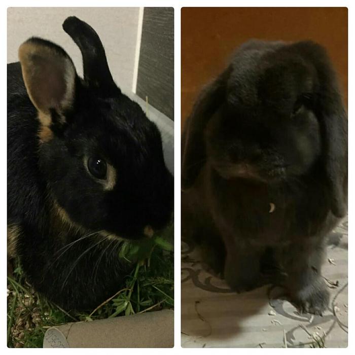 Klicke auf die Grafik fr eine grere Ansicht

Name:	2019-09-27_21.31.14.jpg
Hits:	0
Gre:	87,7 KB
ID:	178383