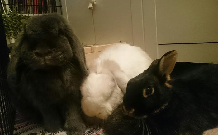 Klicke auf die Grafik fr eine grere Ansicht

Name:	2019-10-15_23.46.39.jpg
Hits:	1
Gre:	242,0 KB
ID:	178870