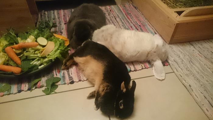 Klicke auf die Grafik fr eine grere Ansicht

Name:	DSC_0678.jpg
Hits:	2
Gre:	296,9 KB
ID:	180024