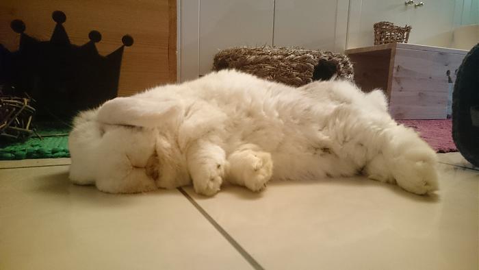 Klicke auf die Grafik fr eine grere Ansicht

Name:	DSC_0713.jpg
Hits:	2
Gre:	272,3 KB
ID:	180107