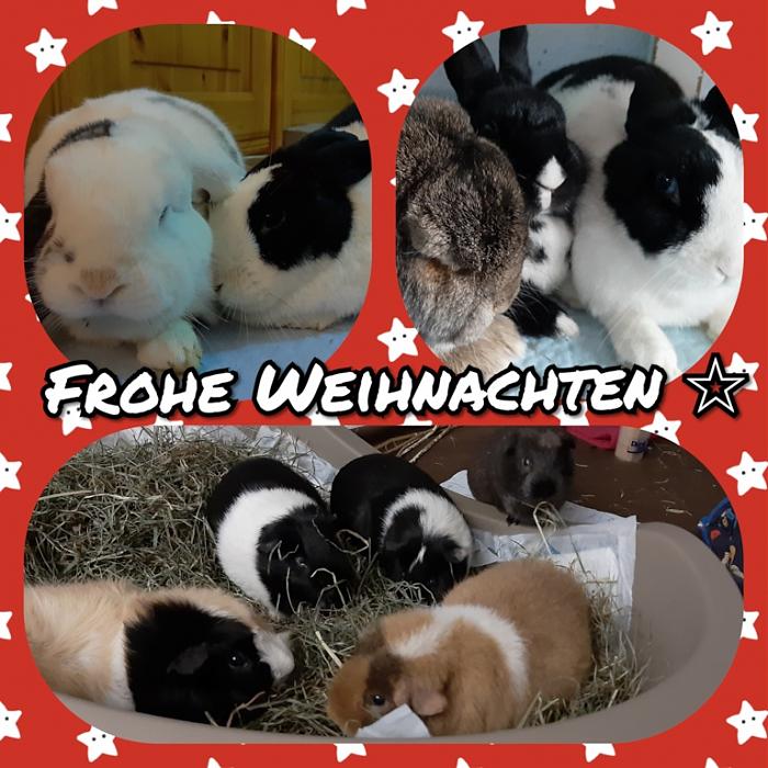 Klicke auf die Grafik fr eine grere Ansicht

Name:	CollageMaker_20191223_163454581.jpg
Hits:	0
Gre:	195,9 KB
ID:	180237