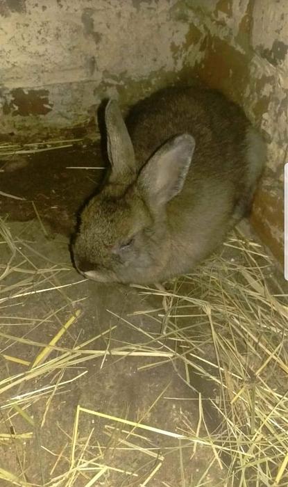 Klicke auf die Grafik f�r eine gr��ere Ansicht

Name:	FB_IMG_1578668669593.jpg
Hits:	2
Gr��e:	147,0 KB
ID:	180539