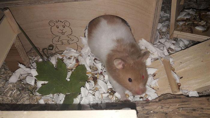 Klicke auf die Grafik fr eine grere Ansicht

Name:	Litschi aus dem Haus.jpg
Hits:	0
Gre:	93,8 KB
ID:	181000