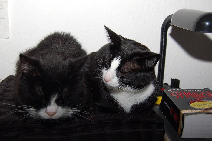 Klicke auf die Grafik fr eine grere Ansicht

Name:	Dodger und Leia.jpg
Hits:	0
Gre:	200,0 KB
ID:	181106