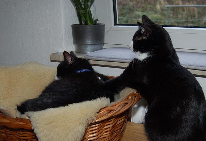 Klicke auf die Grafik fr eine grere Ansicht

Name:	Dodger und Leia 2.jpg
Hits:	0
Gre:	208,6 KB
ID:	181107