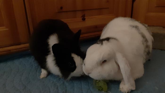 Klicke auf die Grafik fr eine grere Ansicht

Name:	20200306_183741.jpg
Hits:	0
Gre:	156,1 KB
ID:	181706