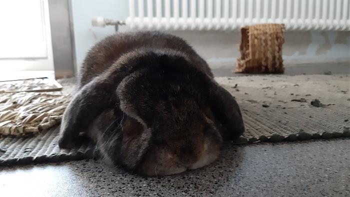 Klicke auf die Grafik fr eine grere Ansicht

Name:	20200405_142848.jpg
Hits:	0
Gre:	212,1 KB
ID:	182259