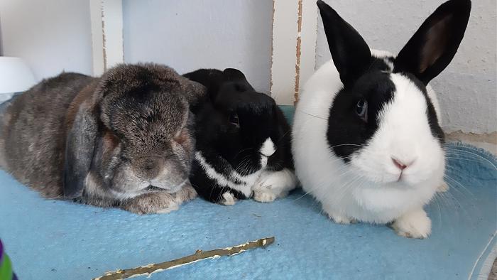 Klicke auf die Grafik fr eine grere Ansicht

Name:	20200404_113315.jpg
Hits:	0
Gre:	291,8 KB
ID:	182260