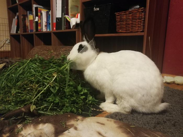 Klicke auf die Grafik f�r eine gr��ere Ansicht

Name:	IMG_20200408_215226.jpg
Hits:	0
Gr��e:	306,5 KB
ID:	182316