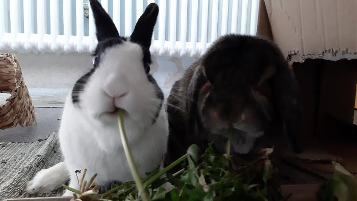 Klicke auf die Grafik fr eine grere Ansicht

Name:	20200410_125557.jpg
Hits:	0
Gre:	227,3 KB
ID:	182415