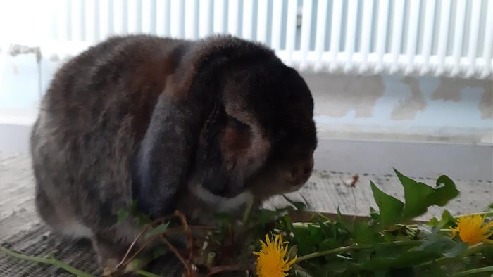 Klicke auf die Grafik fr eine grere Ansicht

Name:	20200410_124951.jpg
Hits:	0
Gre:	199,3 KB
ID:	182416