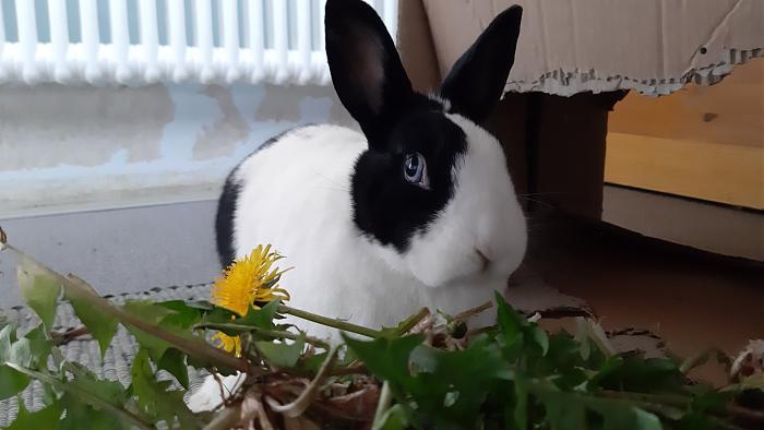 Klicke auf die Grafik fr eine grere Ansicht

Name:	20200410_124355.jpg
Hits:	0
Gre:	215,9 KB
ID:	182417