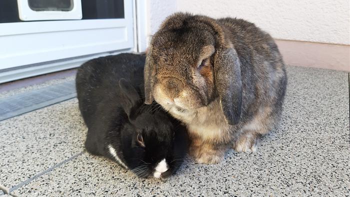 Klicke auf die Grafik fr eine grere Ansicht

Name:	20200411_095403.jpg
Hits:	0
Gre:	297,9 KB
ID:	182419