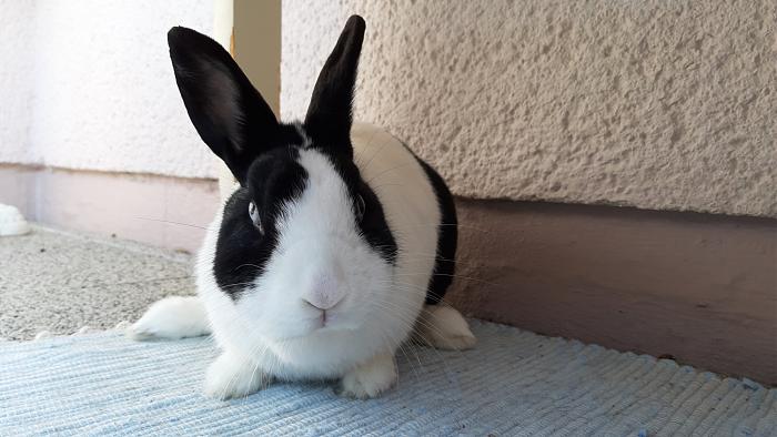 Klicke auf die Grafik fr eine grere Ansicht

Name:	20200419_085417.jpg
Hits:	0
Gre:	212,8 KB
ID:	182645