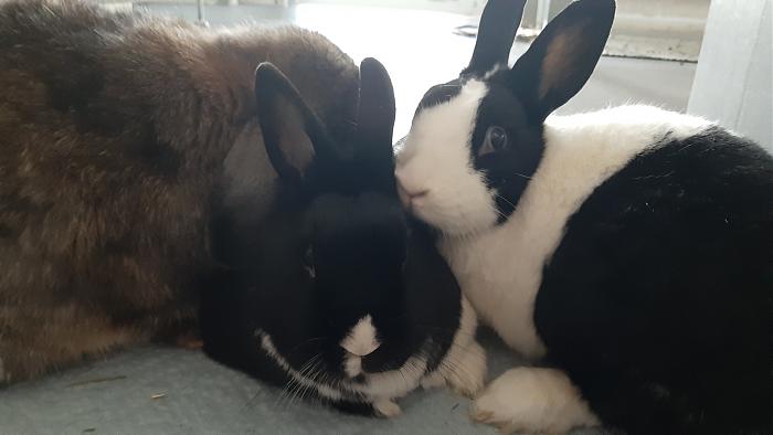 Klicke auf die Grafik fr eine grere Ansicht

Name:	20200425_071655.jpg
Hits:	0
Gre:	194,0 KB
ID:	182774