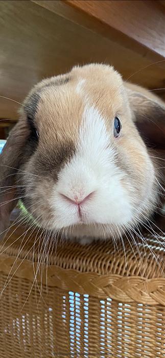 Klicke auf die Grafik fr eine grere Ansicht

Name:	A77BC2F8-7C7E-4C22-A140-2A1187E9384B.jpg
Hits:	1
Gre:	30,7 KB
ID:	183258