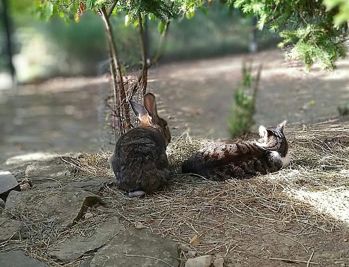 Klicke auf die Grafik fr eine grere Ansicht

Name:	Hannibal und Maja.jpg
Hits:	4
Gre:	243,2 KB
ID:	183398