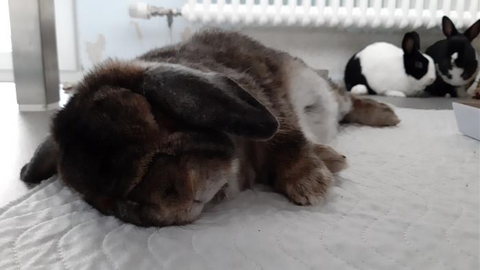 Klicke auf die Grafik f�r eine gr��ere Ansicht

Name:	20200607_095733.jpg
Hits:	0
Gr��e:	212,6 KB
ID:	184098