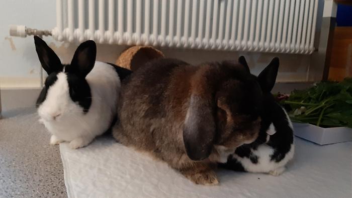 Klicke auf die Grafik f�r eine gr��ere Ansicht

Name:	20200605_054355.jpg
Hits:	0
Gr��e:	229,4 KB
ID:	184099