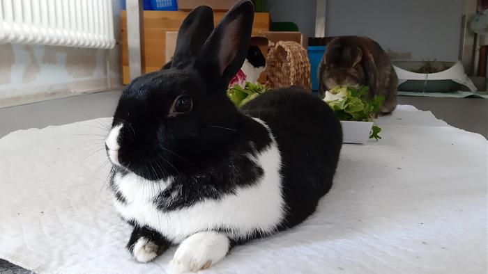 Klicke auf die Grafik f�r eine gr��ere Ansicht

Name:	20200620_100051.jpg
Hits:	0
Gr��e:	226,5 KB
ID:	184354