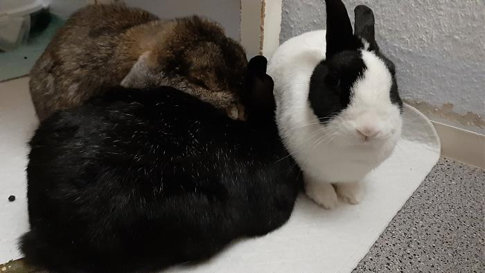 Klicke auf die Grafik f�r eine gr��ere Ansicht

Name:	20200618_031316.jpg
Hits:	0
Gr��e:	248,2 KB
ID:	184355