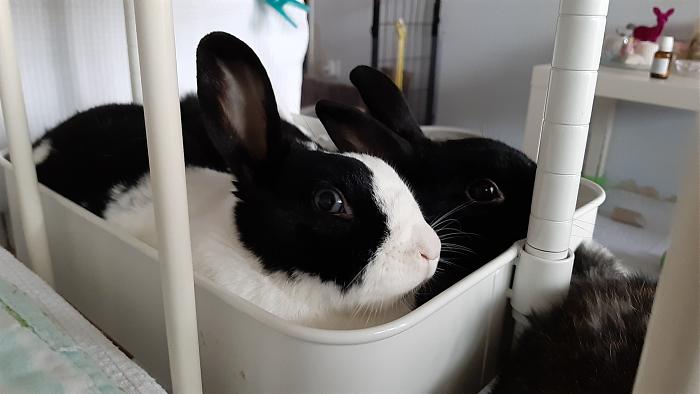 Klicke auf die Grafik f�r eine gr��ere Ansicht

Name:	20200617_153814.jpg
Hits:	0
Gr��e:	204,2 KB
ID:	184356