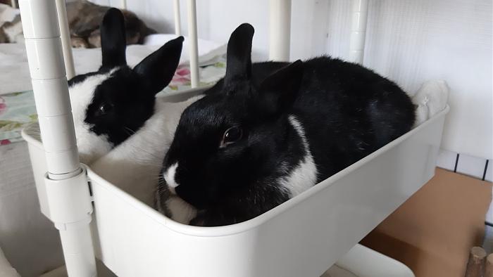 Klicke auf die Grafik f�r eine gr��ere Ansicht

Name:	20200627_162936.jpg
Hits:	0
Gr��e:	180,1 KB
ID:	184537