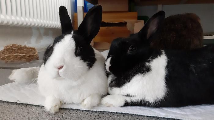 Klicke auf die Grafik f�r eine gr��ere Ansicht

Name:	20200627_070818.jpg
Hits:	0
Gr��e:	261,9 KB
ID:	184539