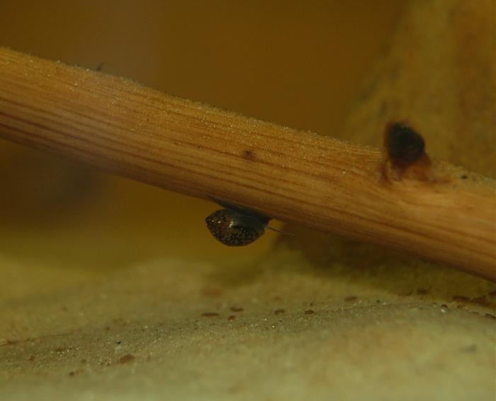 Klicke auf die Grafik fr eine grere Ansicht

Name:	Schnecke.jpg
Hits:	1
Gre:	157,1 KB
ID:	184695