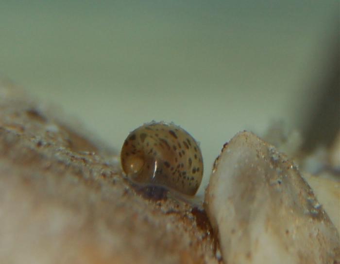Klicke auf die Grafik fr eine grere Ansicht

Name:	unbekannte schnecke.jpg
Hits:	0
Gre:	105,6 KB
ID:	184875
