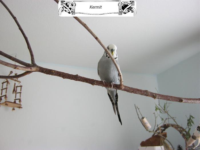 Klicke auf die Grafik fr eine grere Ansicht

Name:	kermit.jpg
Hits:	0
Gre:	119,1 KB
ID:	185029