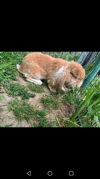Klicke auf die Grafik f�r eine gr��ere Ansicht

Name:	Screenshot_20200723_150845_com.whatsapp.jpg
Hits:	1
Gr��e:	260,5 KB
ID:	185040