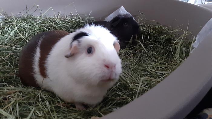 Klicke auf die Grafik f�r eine gr��ere Ansicht

Name:	20200809_152249.jpg
Hits:	0
Gr��e:	227,4 KB
ID:	185465